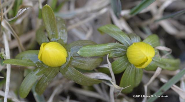 Eranthis hyemalis (winter aconite) flower buds