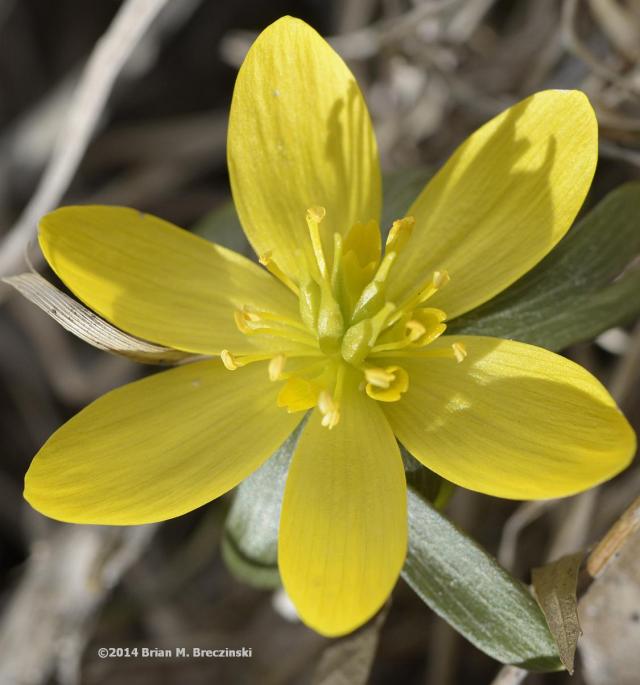 Eranthis hyemalis (winter aconite) flower